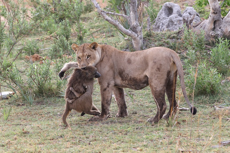 Illustration for article titled Harrowing Photos Capture Tense Encounter Between Baby Baboon And Lion